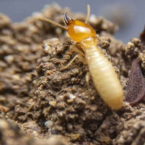 Termite Control Bexley